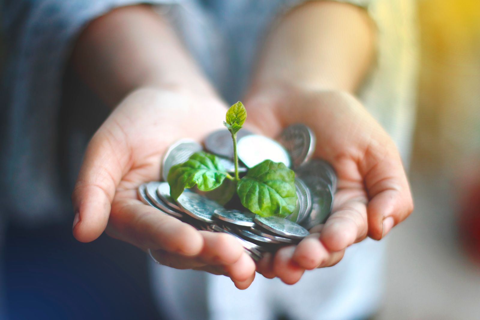 Hands holding coins with a young plant